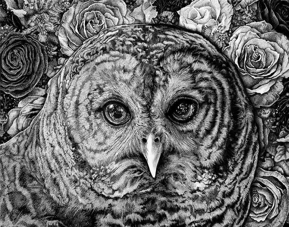 birds detailed Drawing  Hoot Owl ink micron Nature owl pen and ink stippling