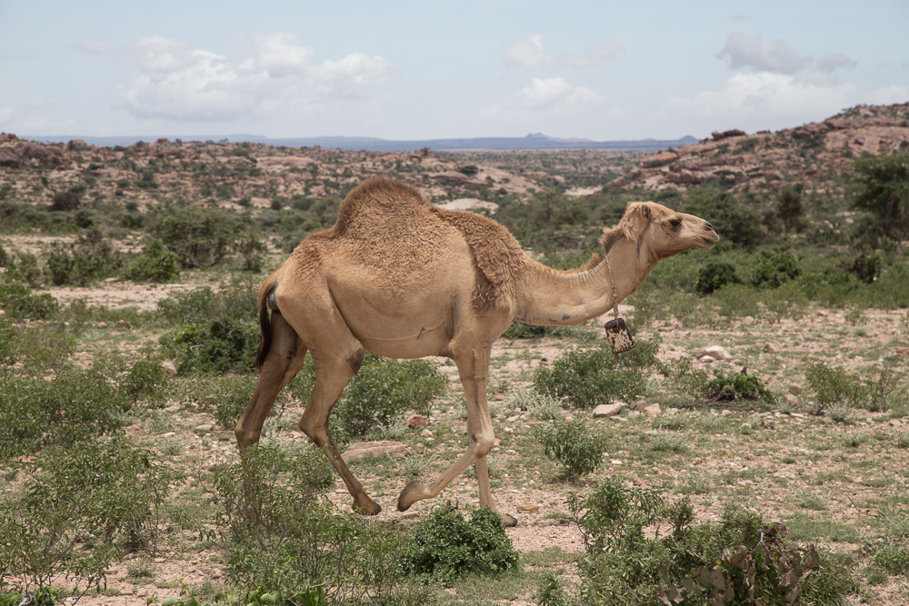 Somaliland  somalia  ethiopia  hargeisa  berbera  camel  camels  market  Africa