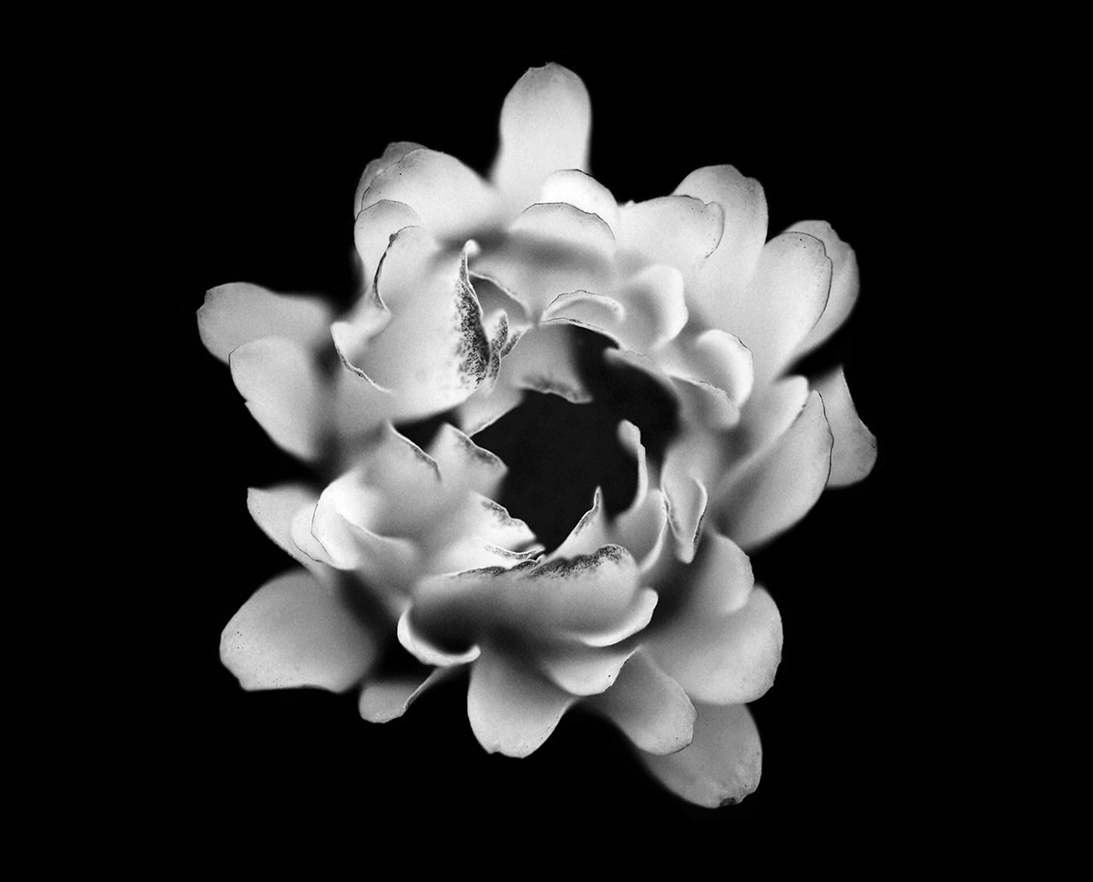 flower bw blackandwhite macro flowerbud daisy Flowers Nature black_and_white black White beginning