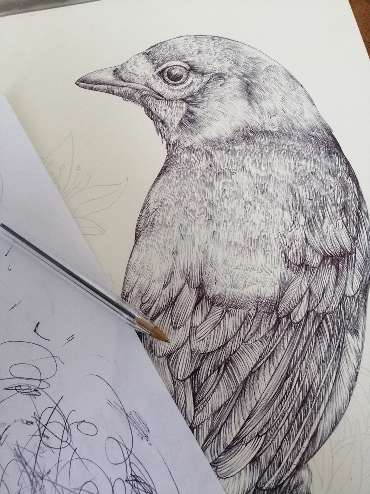 animals art birds colombia dibujo Drawing  ILLUSTRATION  ilustracion Nature sketch