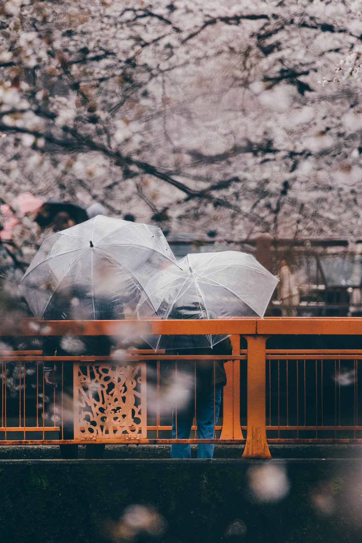 Cherry Blossom lightroom sakura street photography tokyo Urban 雨桜