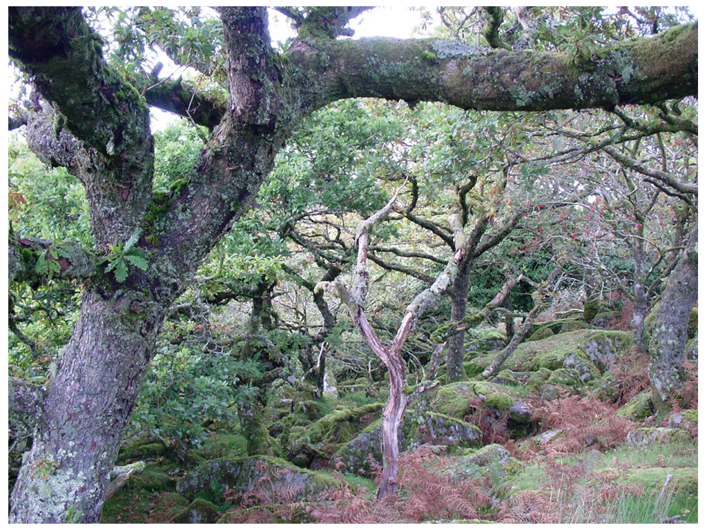 Landscape oak woodland ancient forest ambience the numinous Ancient