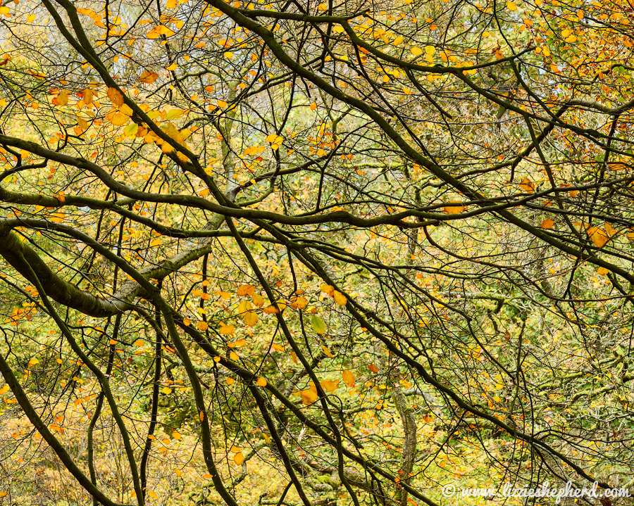 The Strid bolton abbey River Wharfe Wharfedale autumn water trees