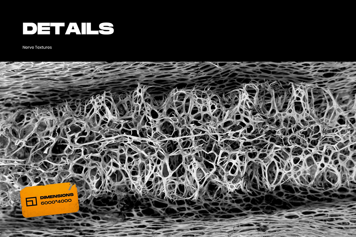texture textures Mockup Nerve neural network organic biological biology