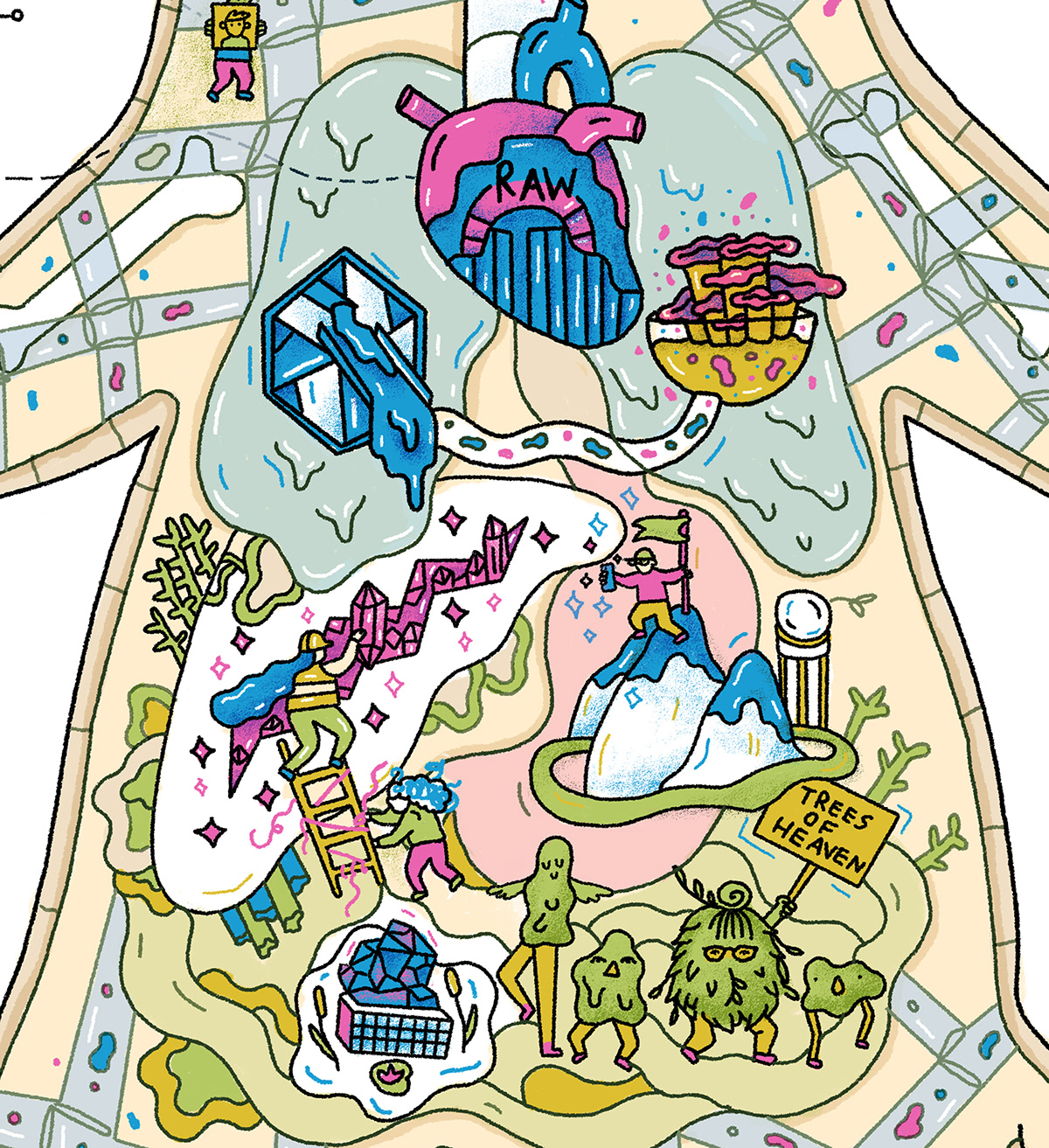 bear anatomy digital Mural map Guide animal body process organs