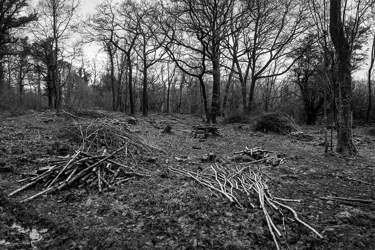 trees woodland forest wood lichen moss Landscape black and white Nature felled lake district United Kingdom