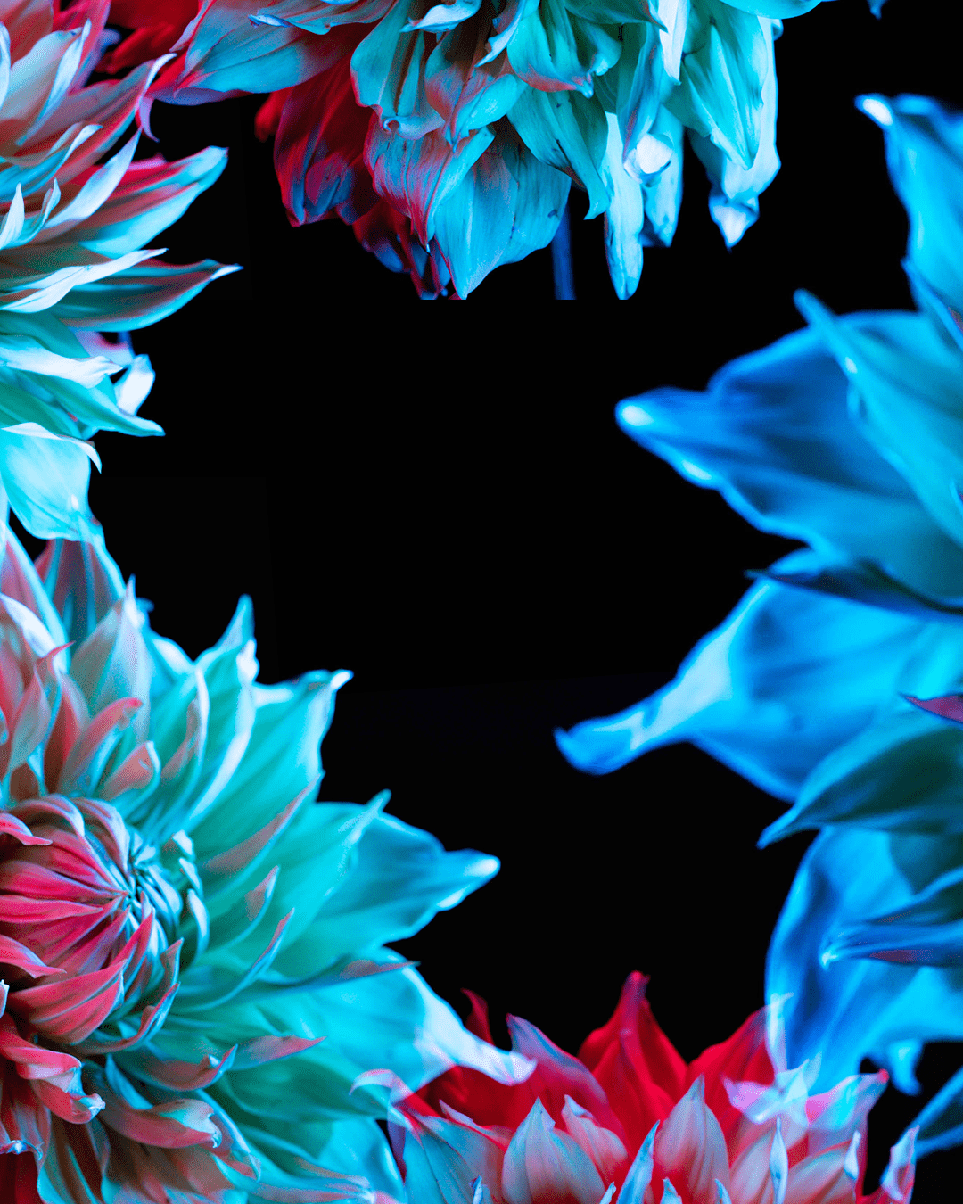 Flowers bloom color lighting dahlia studio still life beauty Nature Photography 