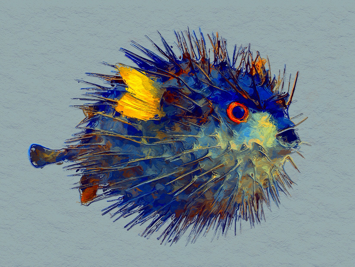 puffer fish blowfish