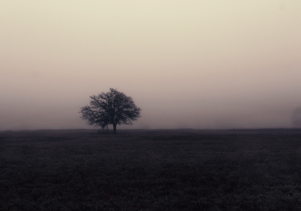 fog fences Landscape Tree 