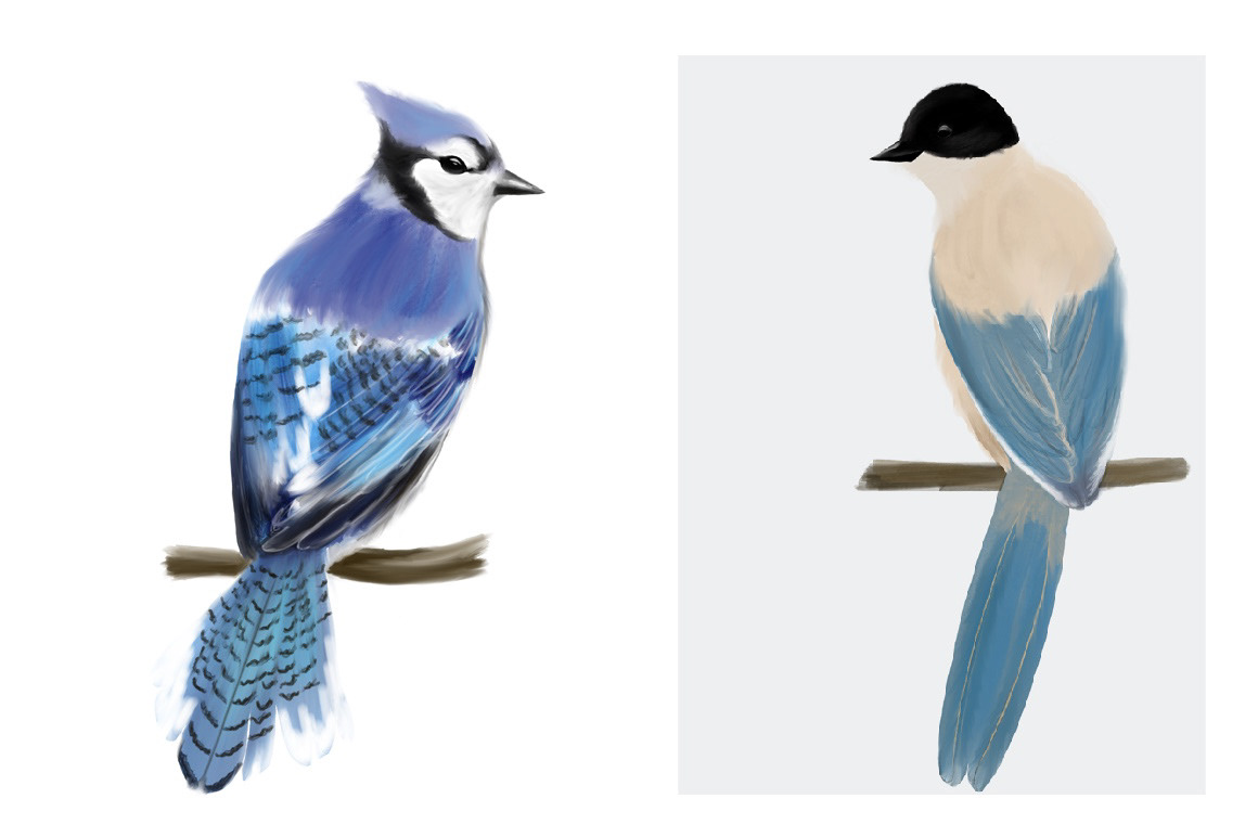 digital Digital Art  artist ILLUSTRATION  inspiration art Picture ILLUSTRATION  inspired Beautiful Illustrator bird set Collection cute