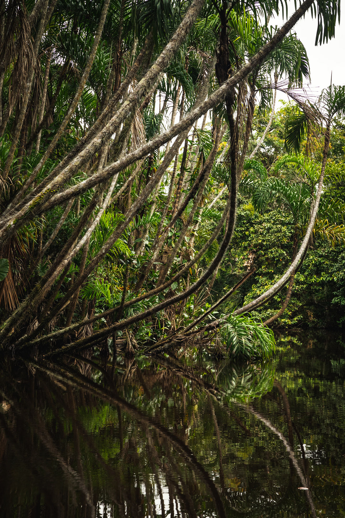Amazonas flooded forest forest jungle Nature peru Photography  rainforest Tropical wilderness