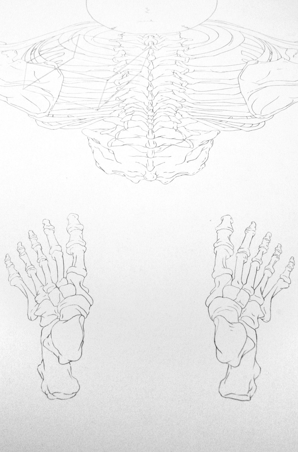 bone Perspectiva anatomia anatomy