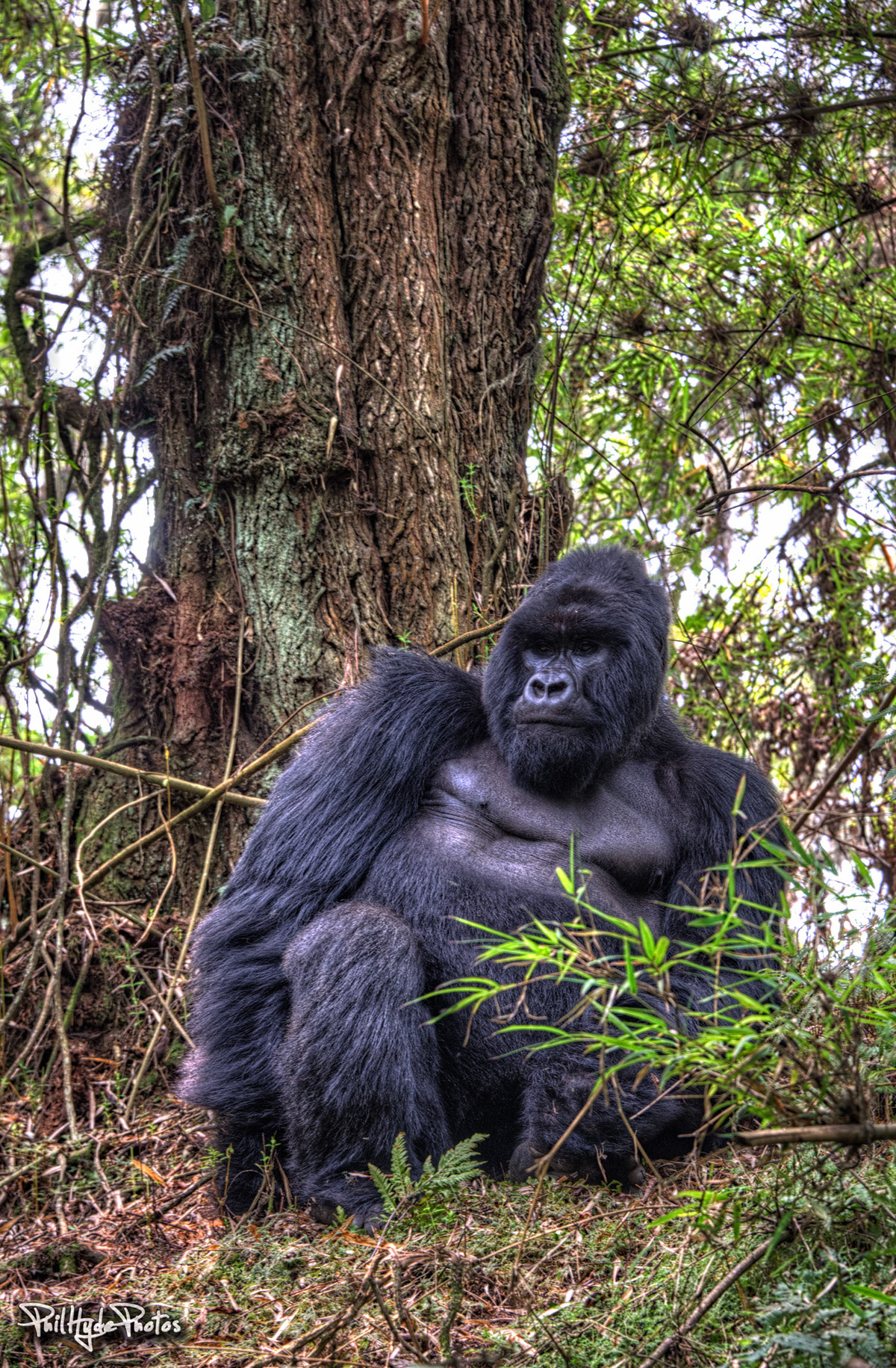 chimpanzees Chimps Gorillas Great Apes apes primates Kibali Ngamba Three Volcanoes Uganda Rwanda