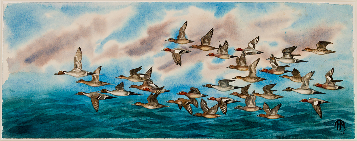 Adobe Portfolio duck birds migration Ocean sea waves water pintail Wigeon baldpate
