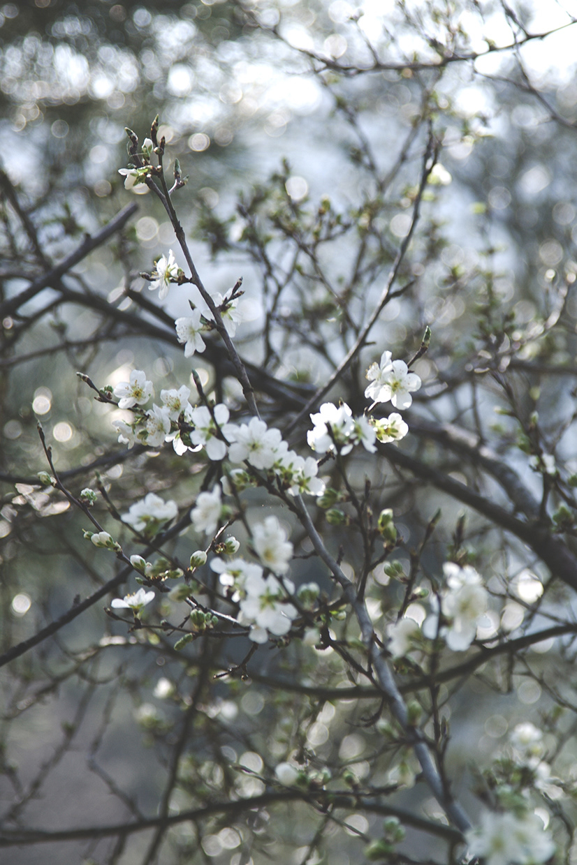 spring blossom Flowers floral trees Nature iseeyouflower Tuscany Italy Plum fruit tree