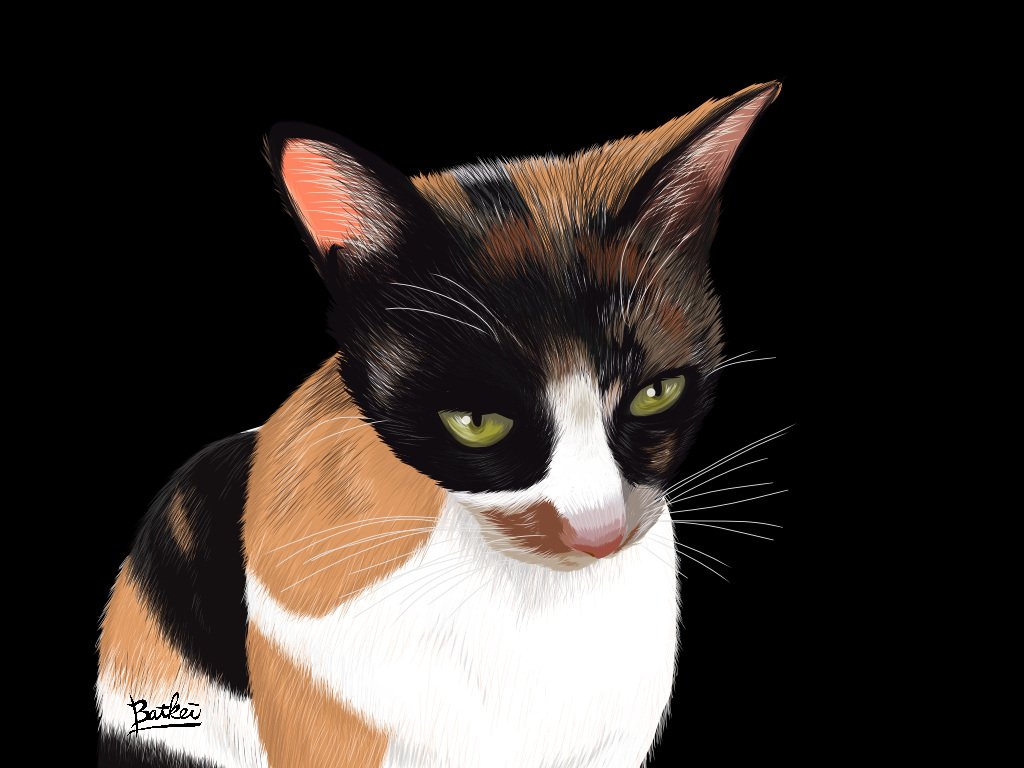 adobedraw Cat kitty ILLUSTRATION  digital animal Drawing 