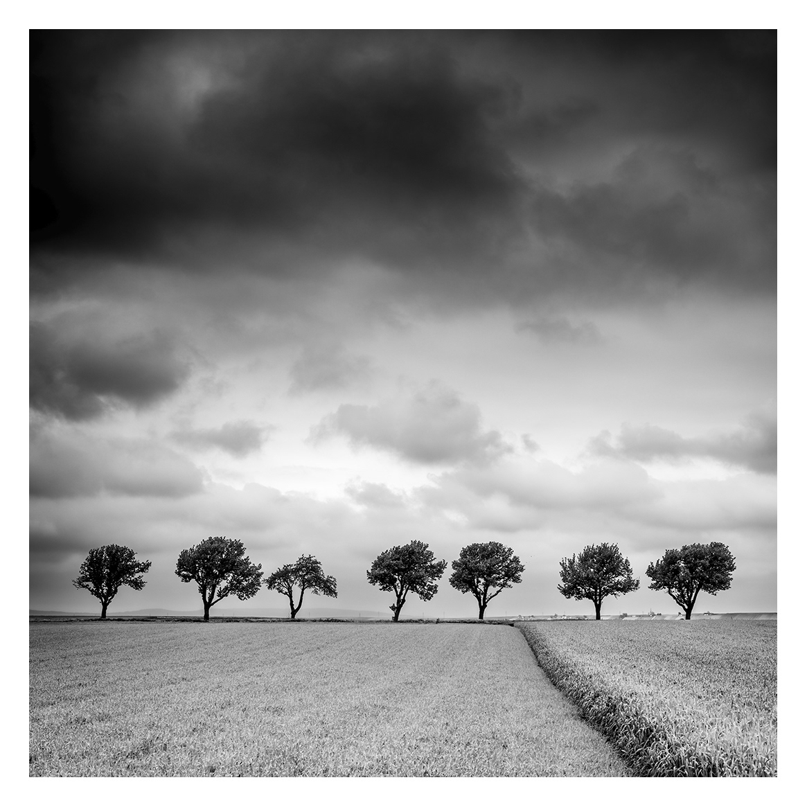 Gerald Berghammer | Trees on the edge of field, cloudy, storm, Austria | Available for Sale