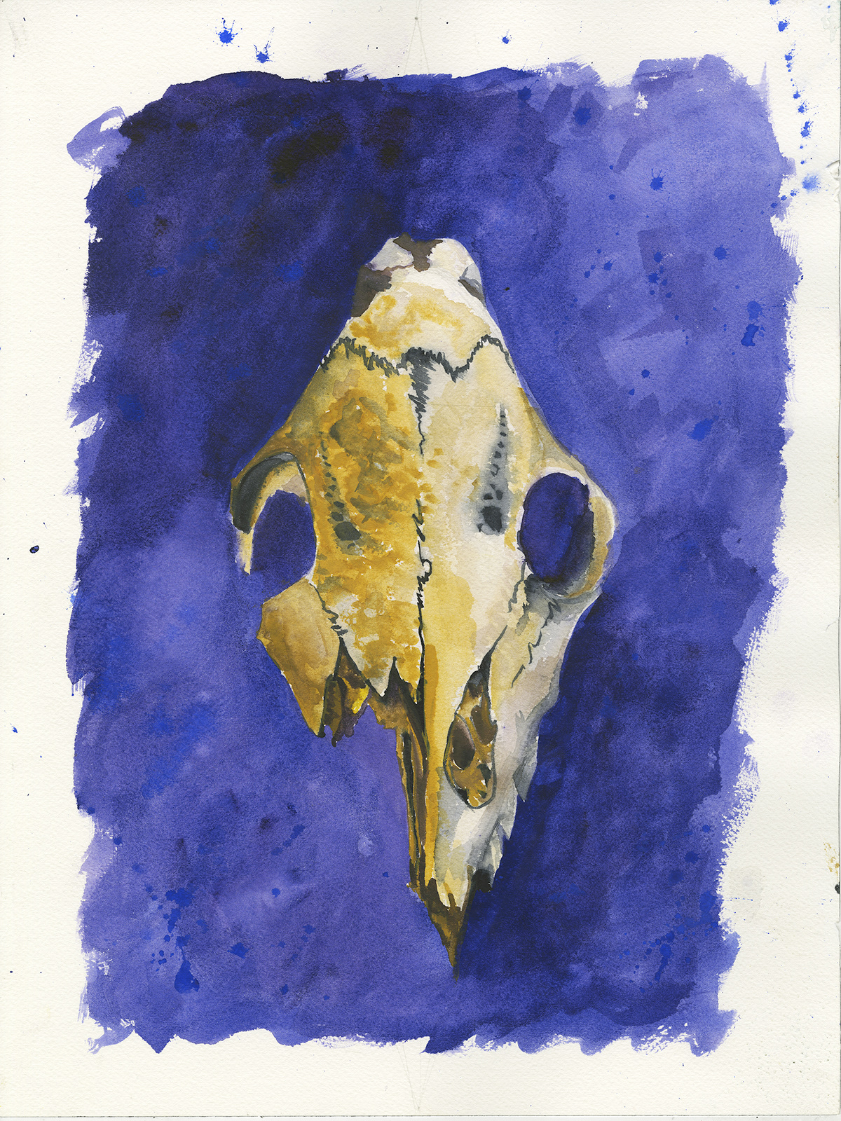 deer skull watercolor