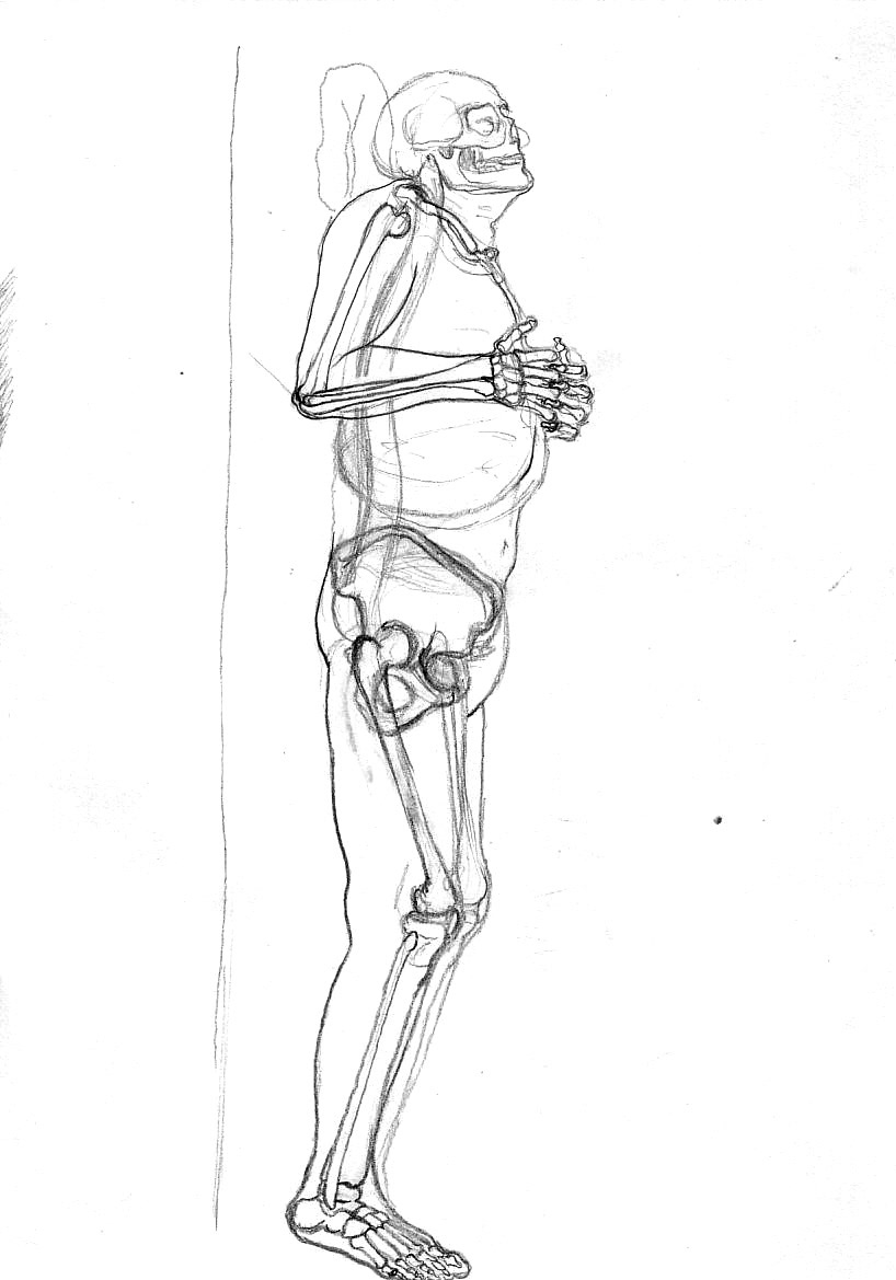 anatomy bones human pelvis pencil Poses skeleton skull studies transparent