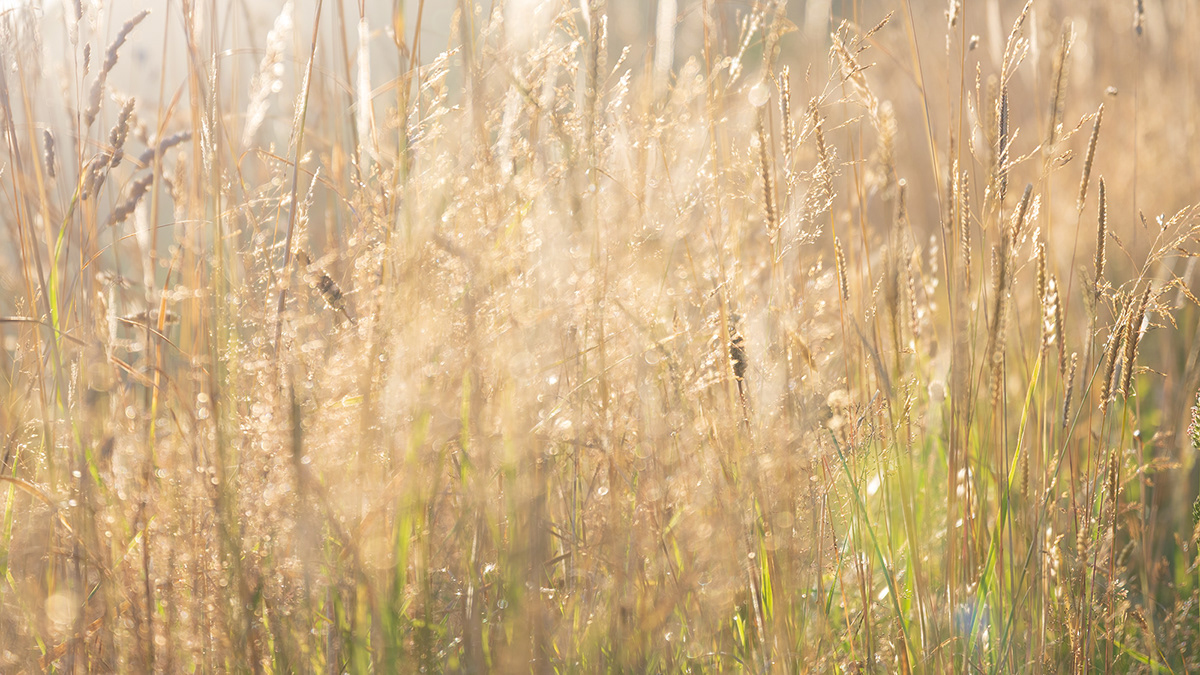 A closeup of reeds in the golden light at sunrise.