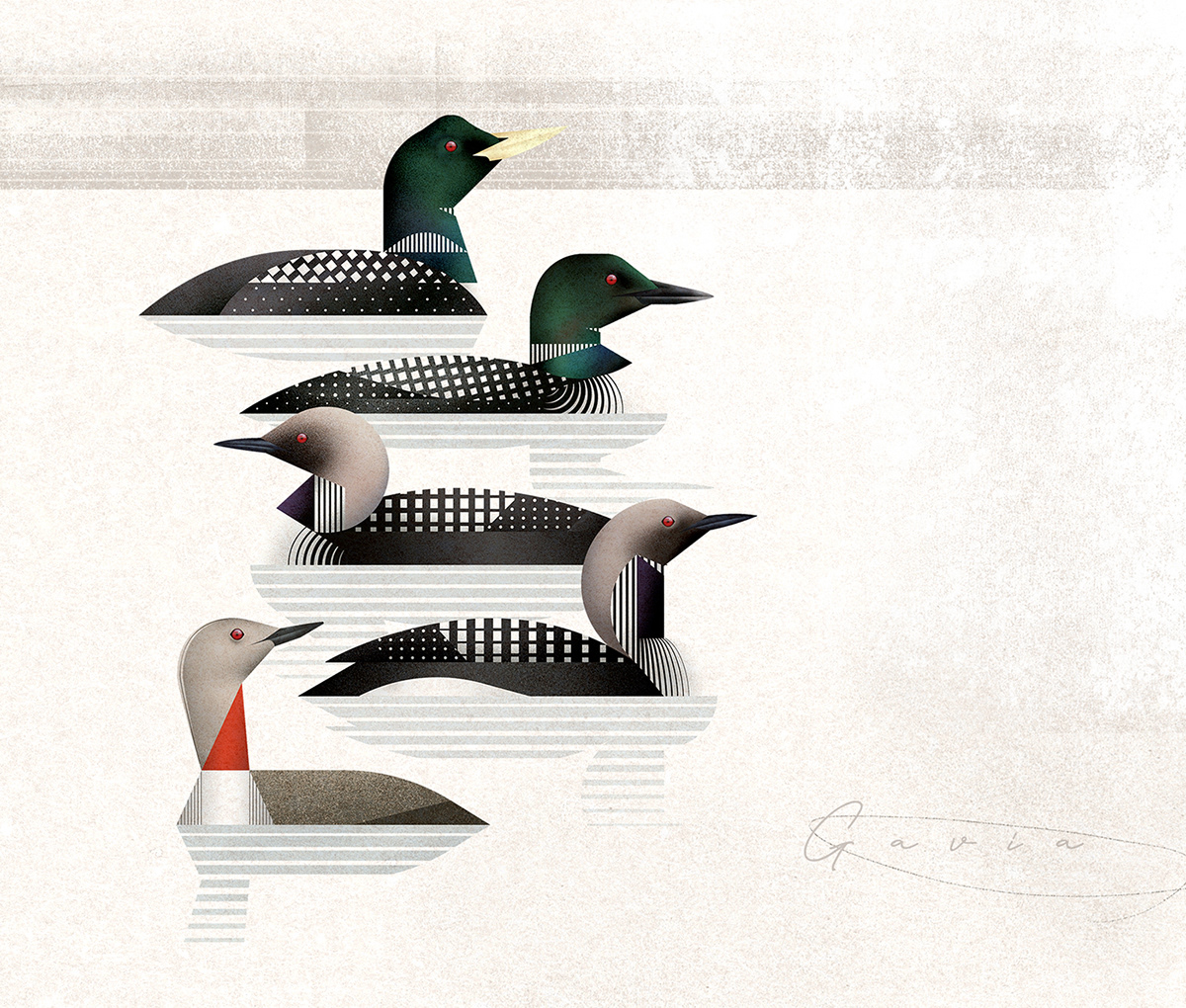 birds exotic Nature ornithology geometric modern natural history