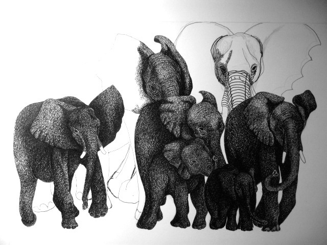 pachyderm elephants pen and ink