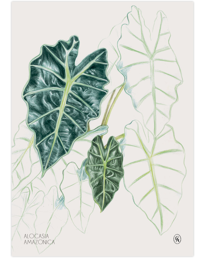 plants plant drawing actress Film   Cinema movie portrait illustration PORTRAIT DRAWING pencil Plant Illustration