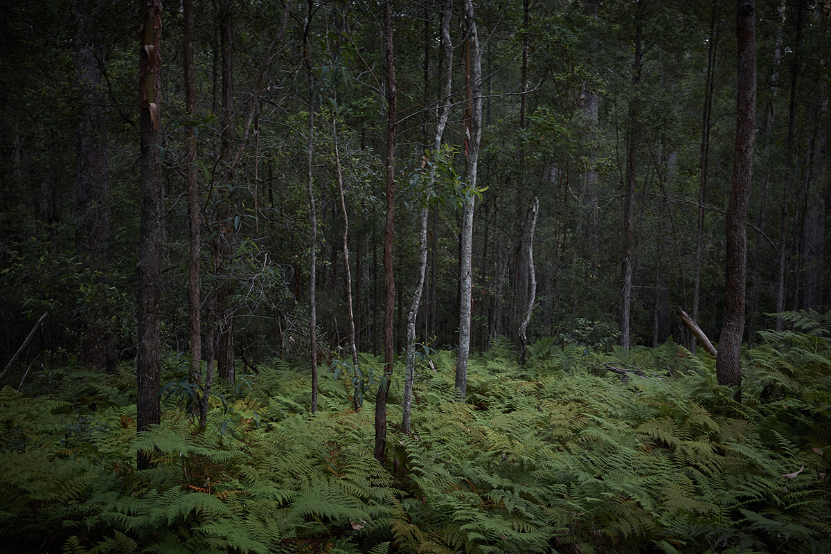 Australia Canon forest Landscape landscape photography Nature Photography  Tree  trees