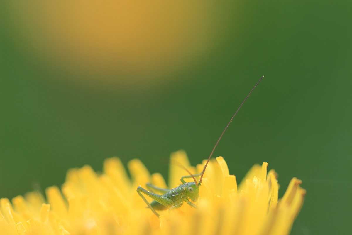 photo Nature Grasshopper creature