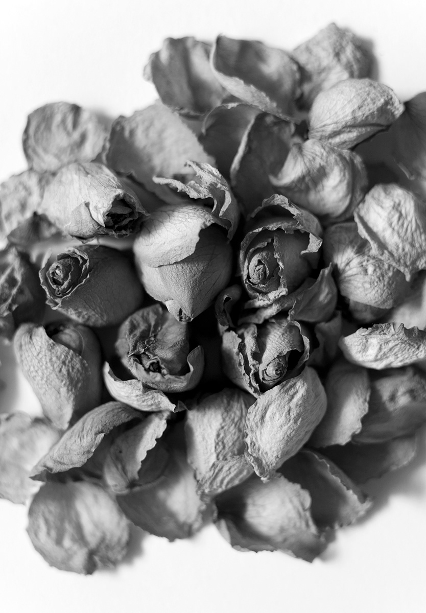 Roses black and white FLOOR still life
