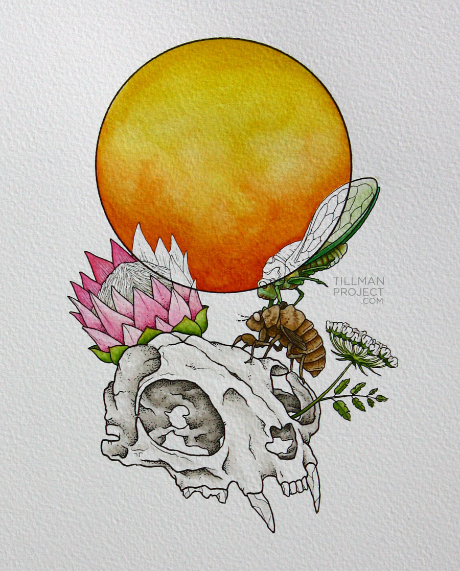 surrealism cicada skull ILLUSTRATION  watercolor