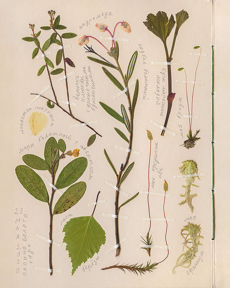 Herbarium plants