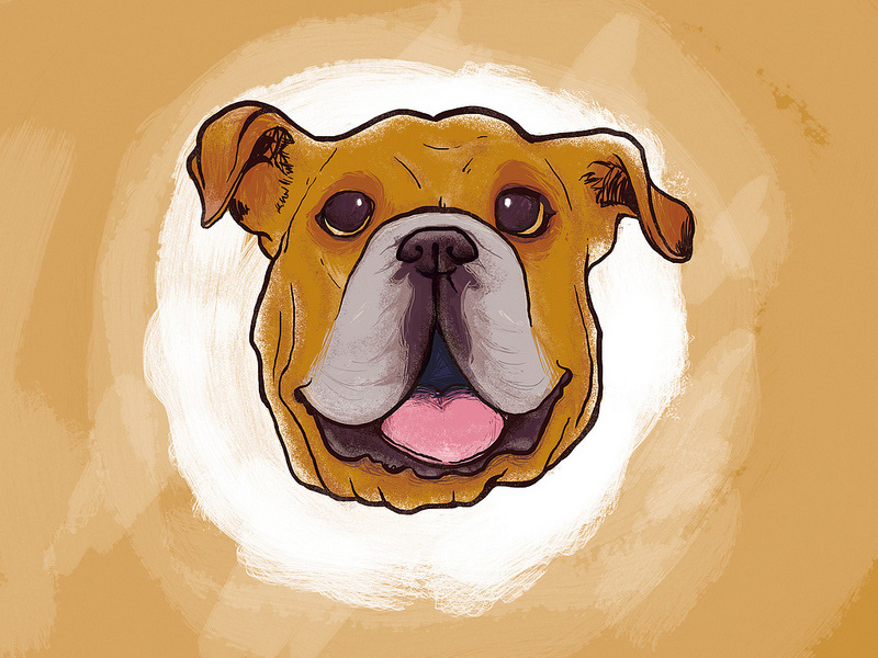 bulldog dog Drake drake university college school vector drawn digital illustration