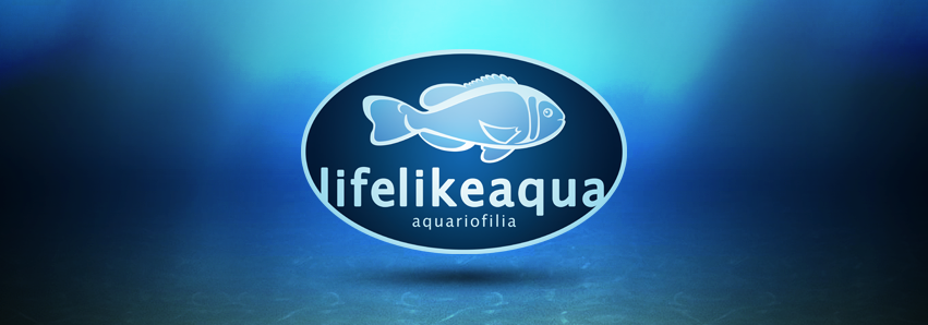 pets Aquariofilia aqua life Like fish aquarium