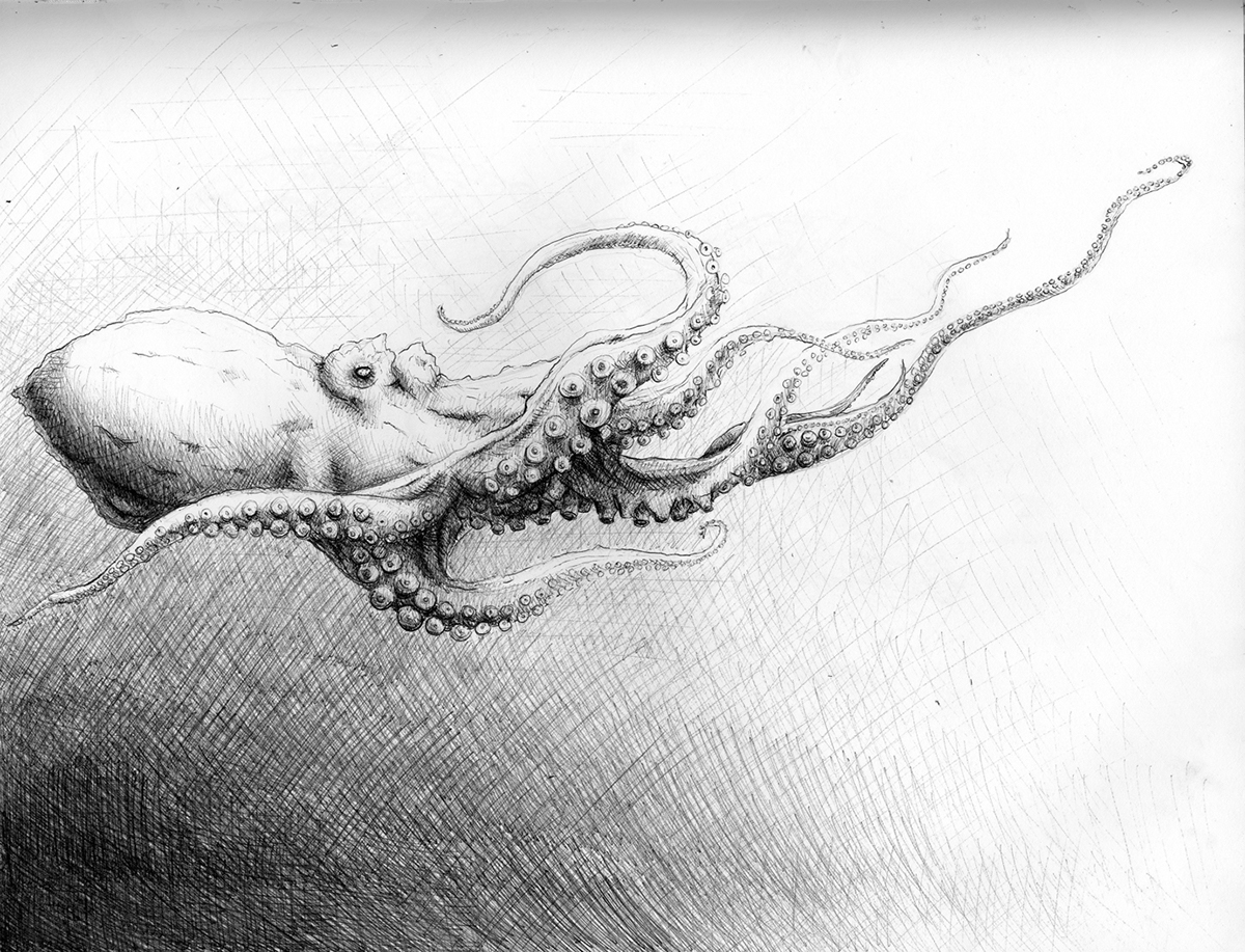 sea creatures cephalopod giant squid Squid octopus shark ink sea water tentacles