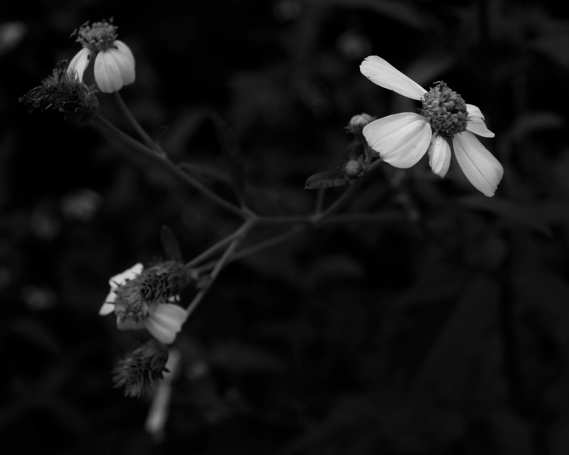 Flowers Nature black and white digital