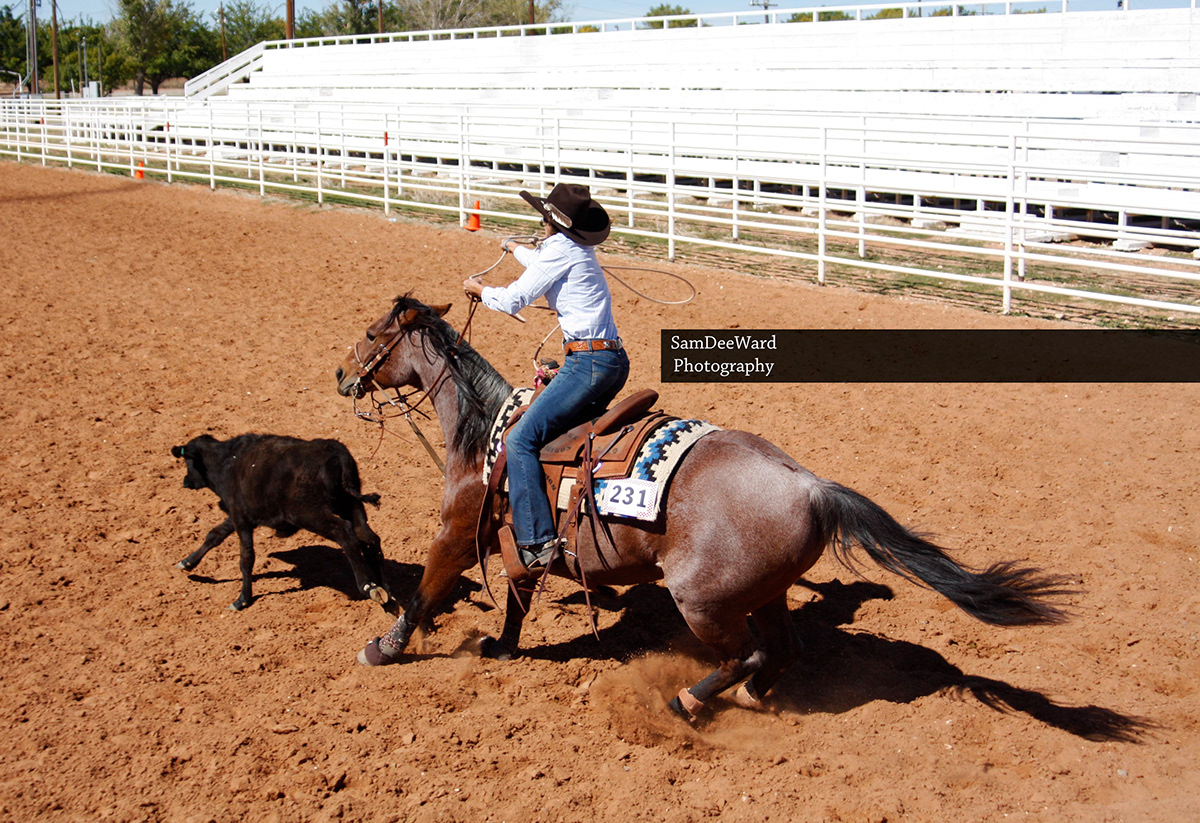 horse  western  cowboy  equine  aqha  quarter horse