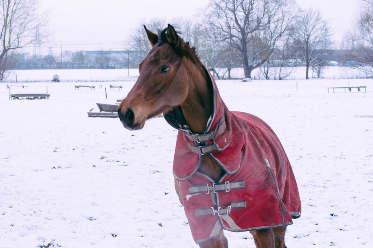 equestrian equine horse riding stable winter snow