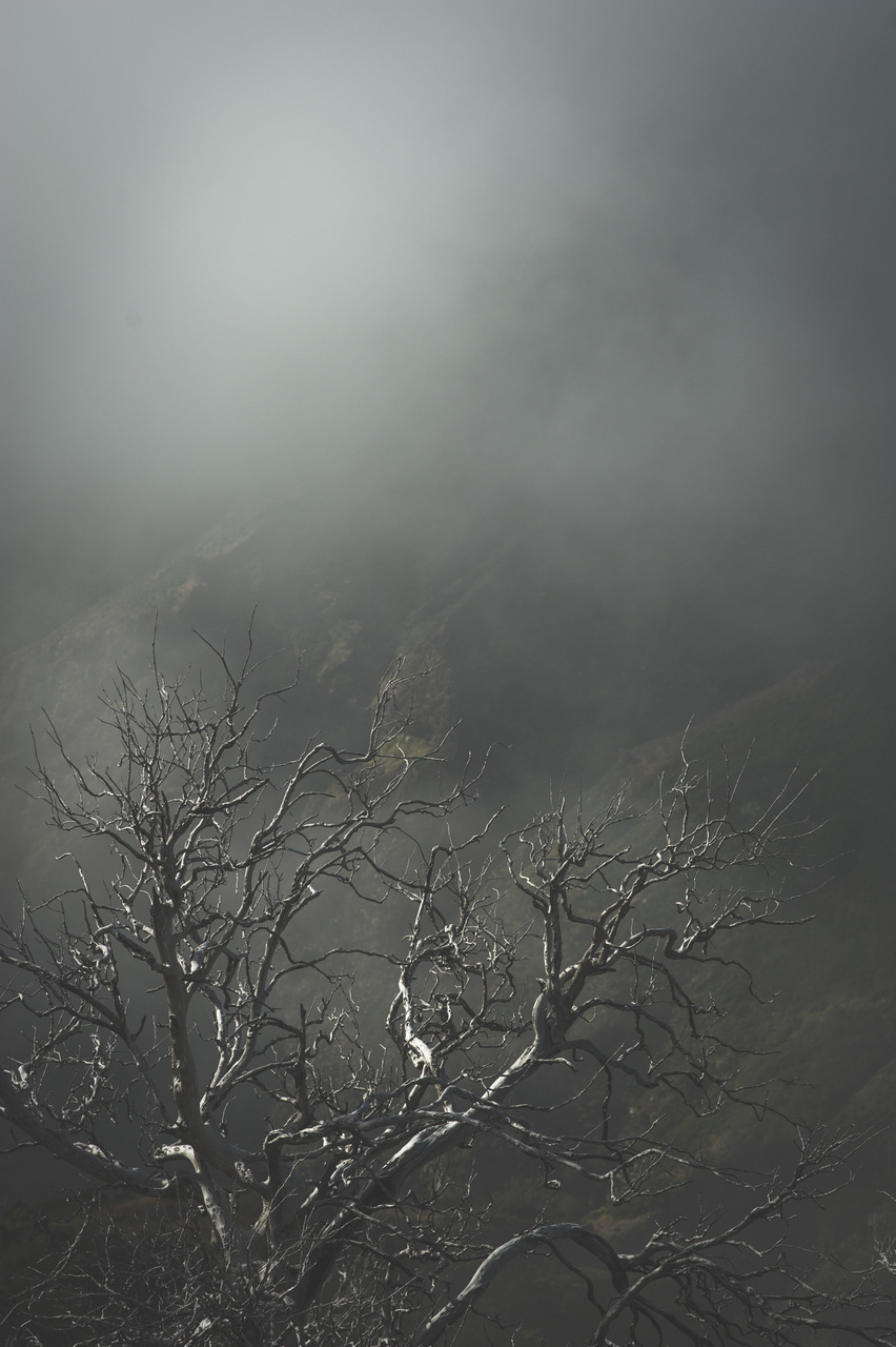 madere Madeira Island Portugal Landscape Nature Pico Ruivo Tree  mist clouds
