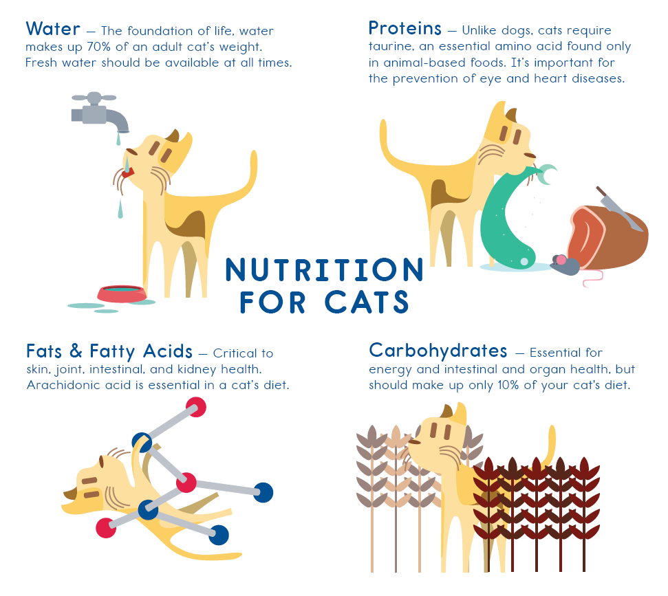 pet health petarmor   cats dogs nutrition allergies anxiety