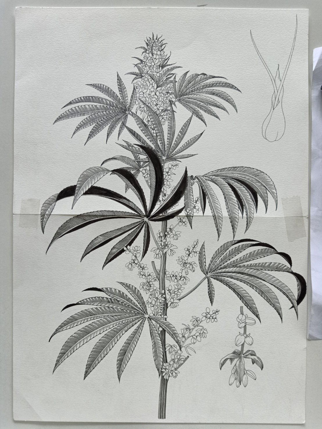 cannabis botany draw ILLUSTRATION  sativa Herb engraving vintage