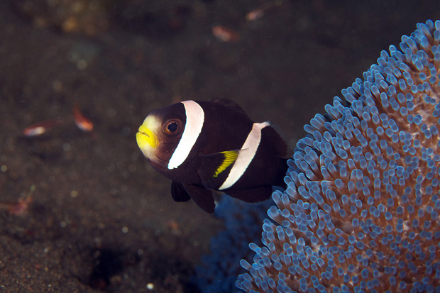 underwater bali indonesia Island fish corals Clownfish crab shrimp scuba diving