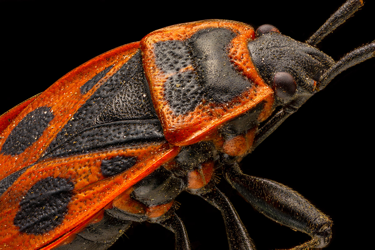macro insect closeup MP-E Canon