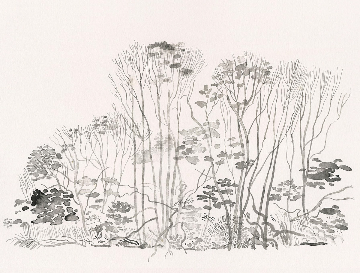 trees naturalforms plants drawingsoftrees Nature penandink sketchbook Urbansketching Landscape charcoal