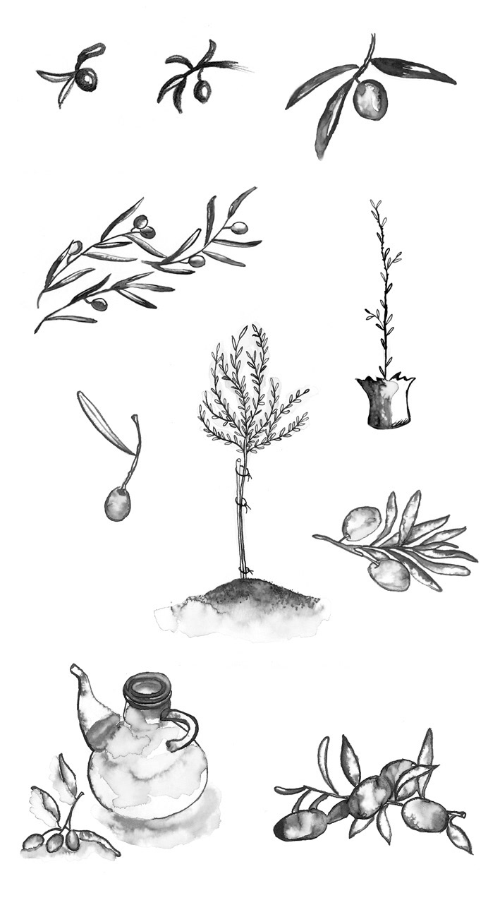 olive biological crops sketches oil