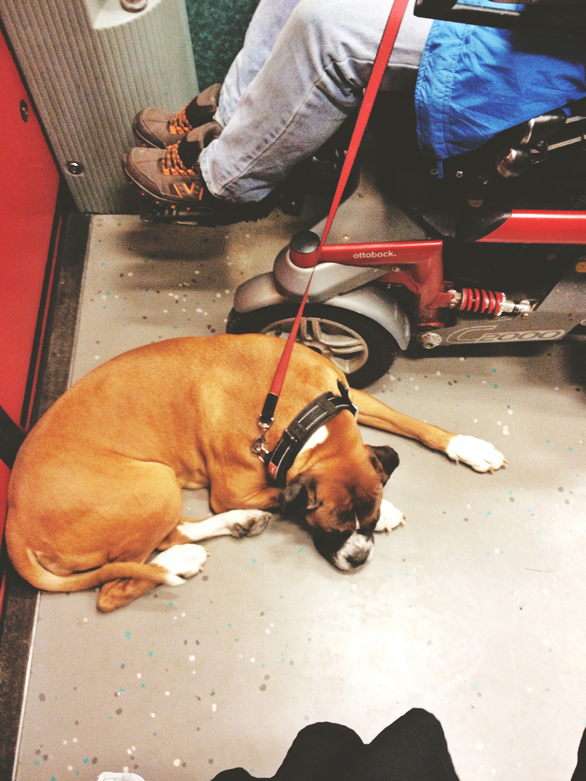 dogs dog BVG berlin subway tram bus iphone