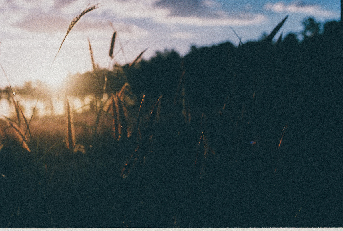 film photography 35mm analog forrest floresta sunset Flowers
