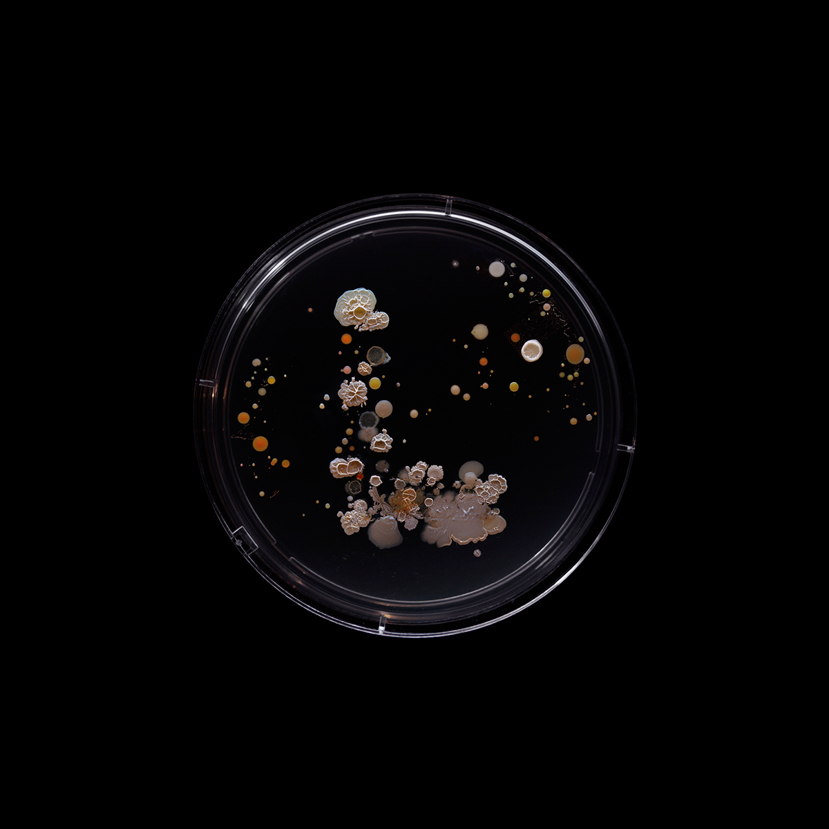 type experimental science scientific Bacteria subway petridish photograph microscopic macro