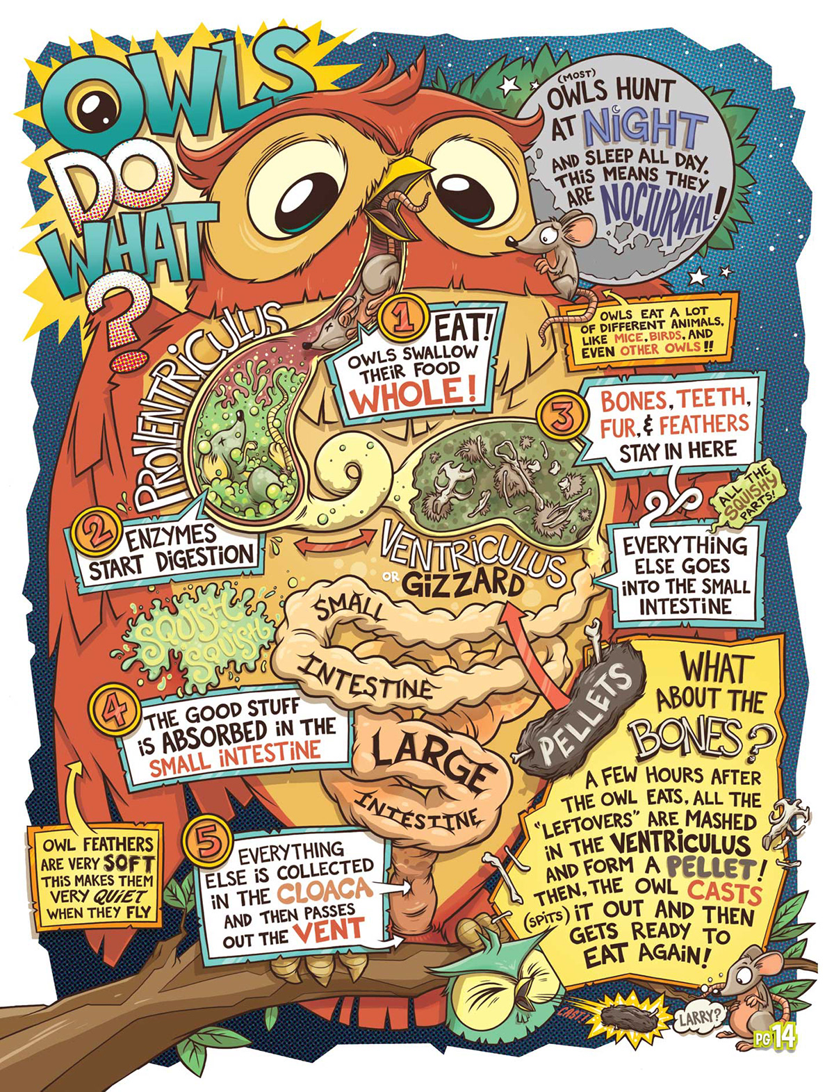 owl comic Education diagram funny school digestion