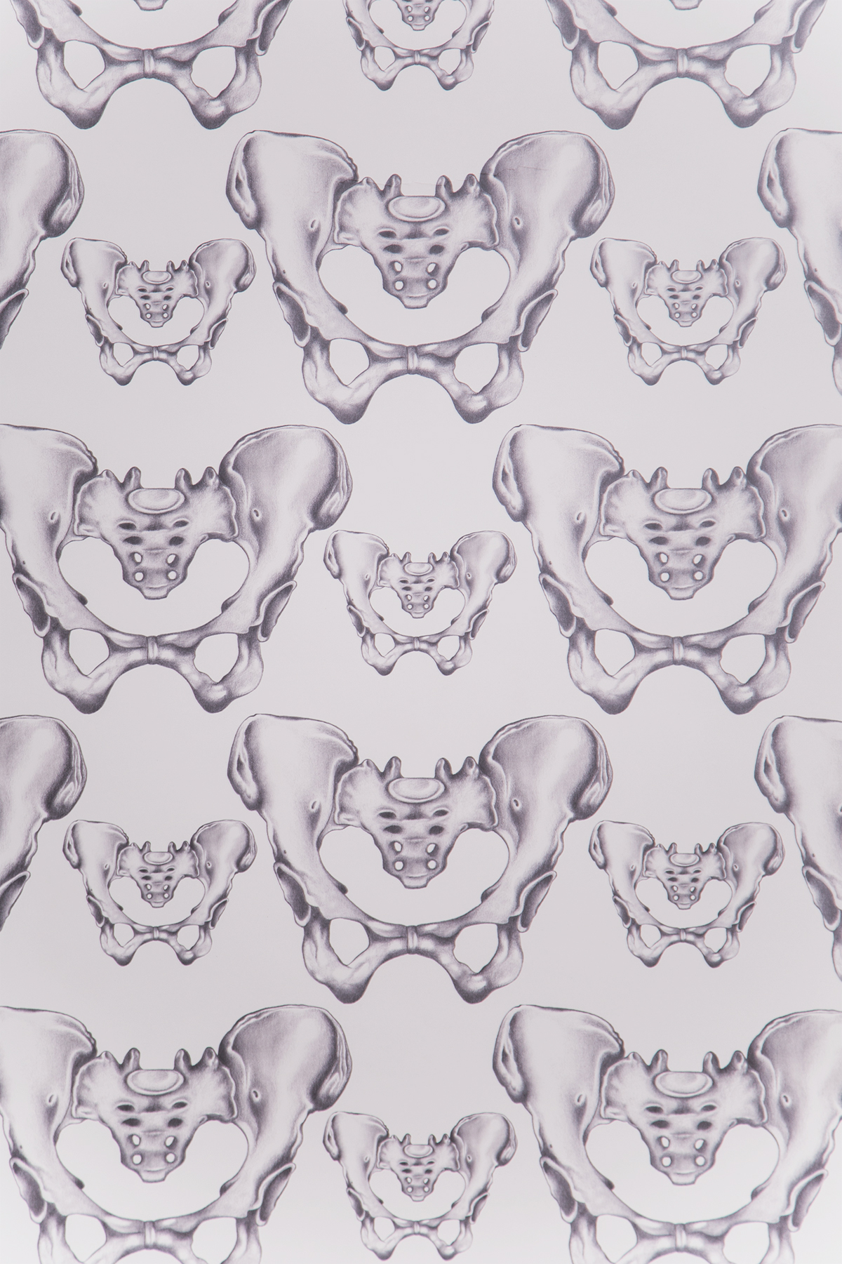 wallpaper medical illustration Wallpaper design papel tapiz decoracion decoration bones jaws pelvis Huesos scientific illustration ilustración científica anatomical illustration mandibula pattern